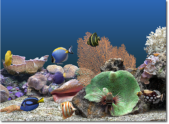 sachs marine aquarium screensaver v2.0